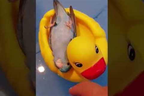 This parrot is having the time of its life floating on a large rubber duck