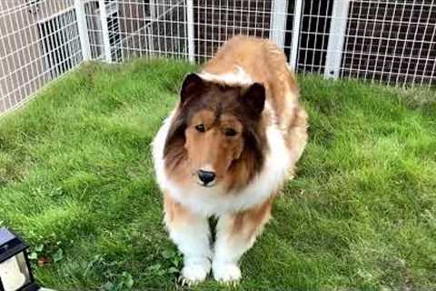 Japanese man who dresses as collie dog