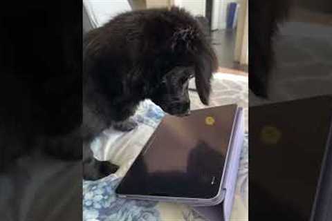 Cute dog focuses on playing iPad game