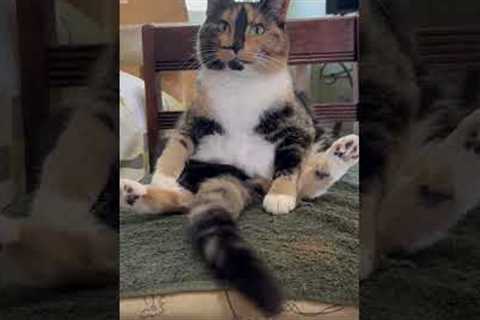 Snickers the smiling cat sits upright like a human