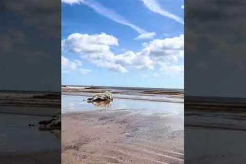 Rehabilitated seal crawls towards ocean to go back home