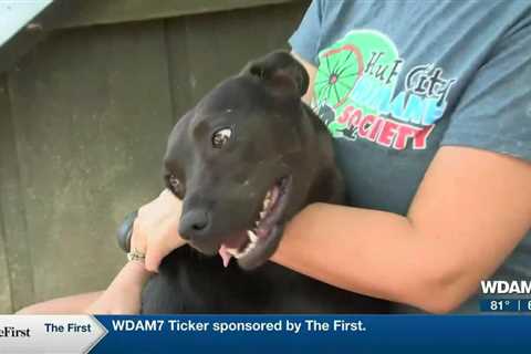 Pine Belt Pet of the Week: Willie