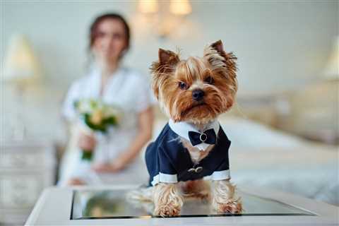 Can I legally marry my dog ​​in Illinois?