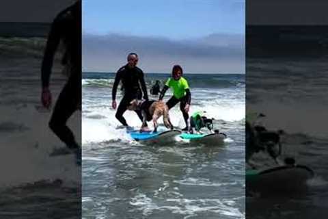 Surfers and their dogs ride ocean waves