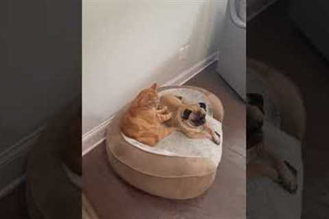 Cat gives its pug friend a relaxing meow-ssage