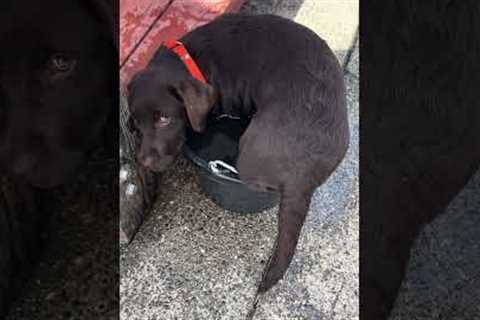 Puppy No Longer Fits in Her Favorite Bucket