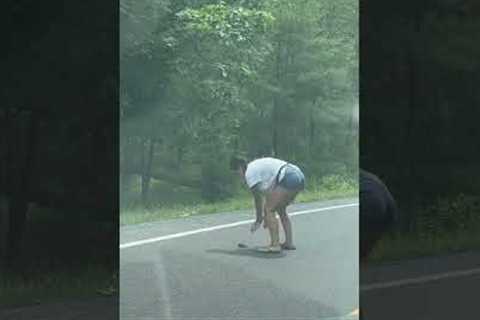 Helping a baby snapping turtle safely cross the road