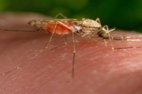 Florida malaria cases baffle experts