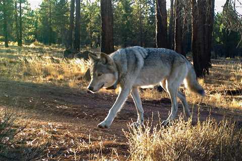 After Wolf “Group” Consistently Kills Livestock in Northwest, Officials Consider Lethal Removal