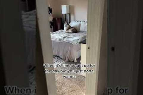 Stubborn husky doesn't want to go for walks