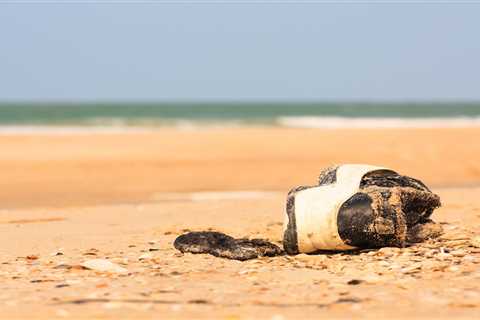 The human feet that routinely wash ashore in the Pacific Northwest, explained