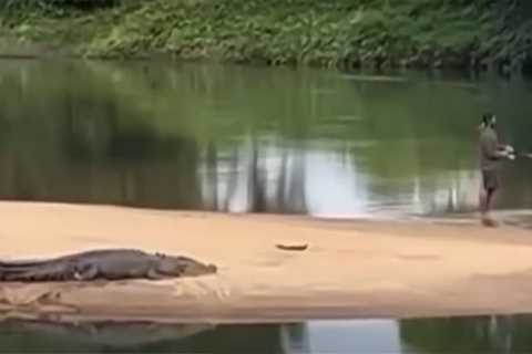 Watch: Australian Fisherman Wades Right Next to a Large Crocodile