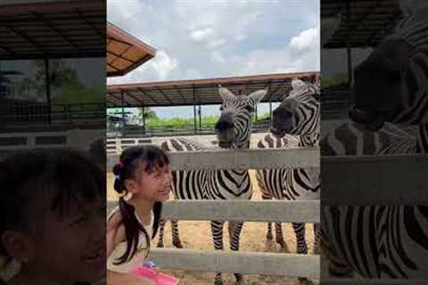 Girl laughs uncontrollably while feeding zebras