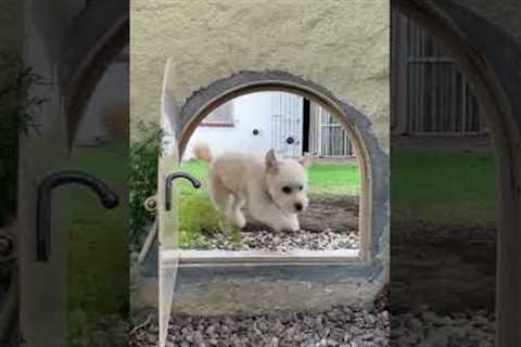 Dog gate that connects two gardens so pups can play