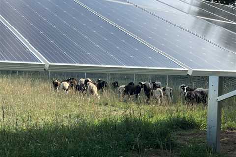 ‘Solar grazing’ is a way for farmers and solar companies to use land. But there are challenges ⋆