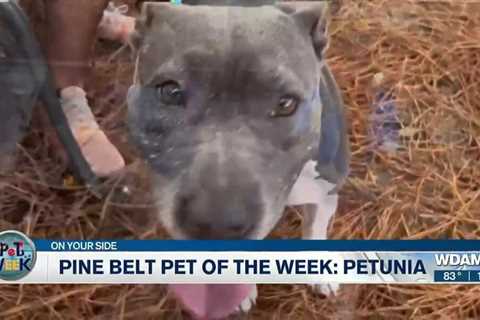 Pine Belt Pet of the Week: Petunia