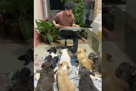 French bulldogs transfixed by xylophone