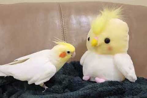 Chirpy pet cockatiel makes laugh-like sounds copied by voice-repeating toy