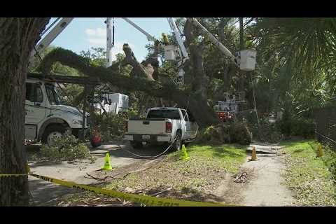 Three live oak tree issues reported in 24 hour period, Mayor Cantrell says