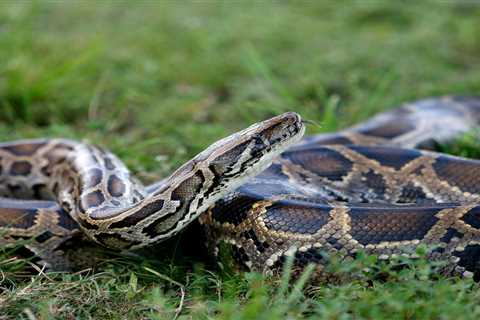 Burmese pythons are being spotted farther and farther north in Florida and could reach other states,..