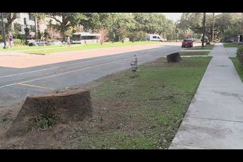 6 oak trees taken down Uptown