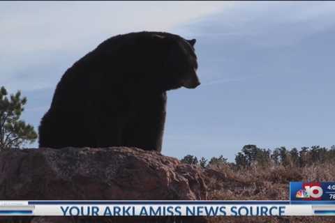 NBC 10 News First at 4: Bear Hunters – Arkansas now has new regulations that you should take a look