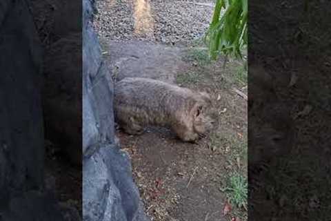 Good scratch! Adorable wombat rubs behind against rock to scratch an itch