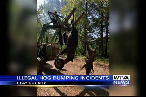 Wild hog carcasses dumped on Clay County road