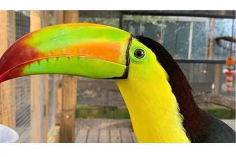 Beloved Toucan Maggie Stolen From Tampa Animal Sanctuary