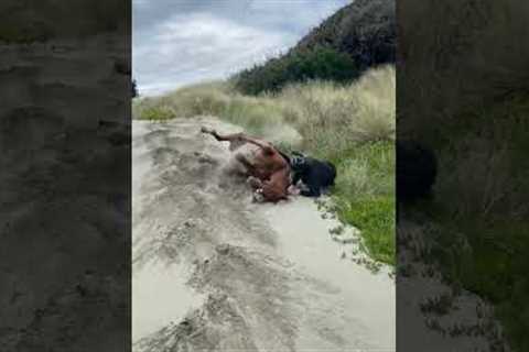 Horse in complete awe of the beach forgets that he has a rider on his back