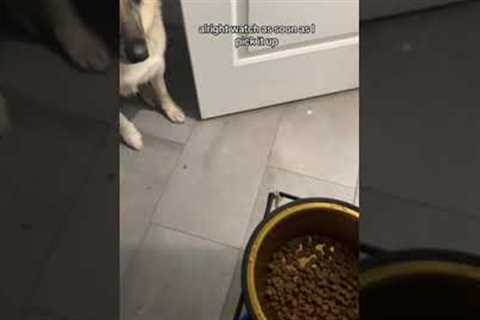 Breakfast in bed! Funny dog won't eat unless owner brings food bowl to bed