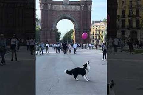 Adorable Dog Playing With Balloon At Arc De Triomf