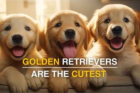 The ULTIMATE Golden Retrievers Mega Mix - TOP 33 Cutest Moments