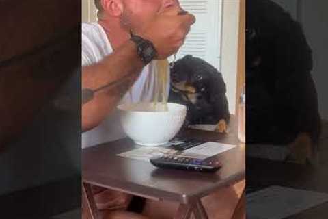 Hungry dachshund takes a bite of man's noodles