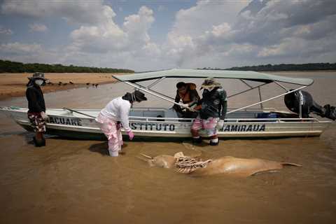 150 dolphins dead in Amazon; scientists blame 102-degree water