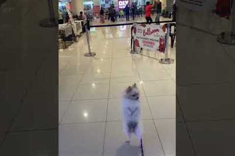 Pet Chihuahua shows off dancing skills