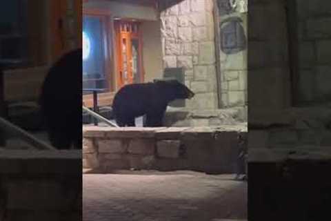 Bear sneaks up behind man to eye up his KEBAB