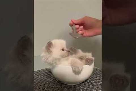 Adorable fluffy cat relaxes in a soup bowl