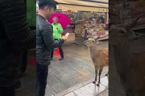 Japanese Deer Bows Before Cakes