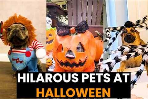 HALLOWEEN SPECIAL - Top 23 Hilarious Pets