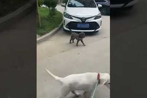 Overexctied pooch knocked over when he collides with dog friend