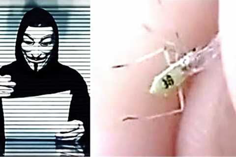 Anonymous Just Released An Update On The Millions Of Mosquitos That Were Released Into The Wild