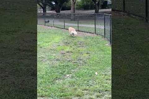 Dog distracted by bird runs into fence 😂