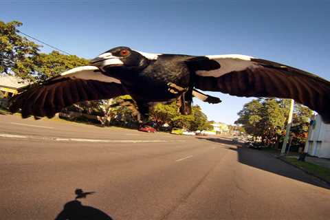 Australia is being plagued by vicious and vindictive swooping magpies, and people say they are..