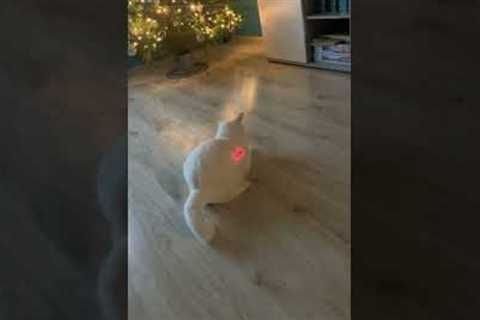 Suspicious cat jumps away from laser pointer