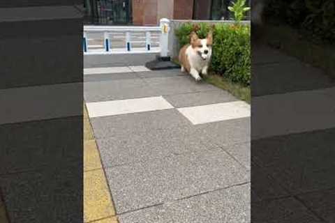 Flexible pet Corgi bends under fence to play fetch