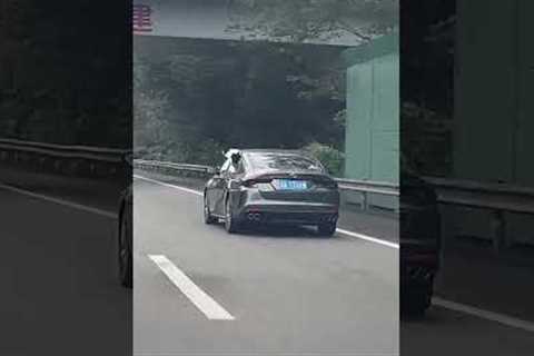 Border Collie pokes out from window of moving car