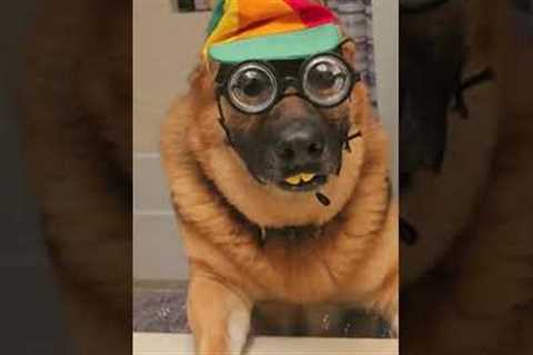 German shepherd shows off its funny propeller hat