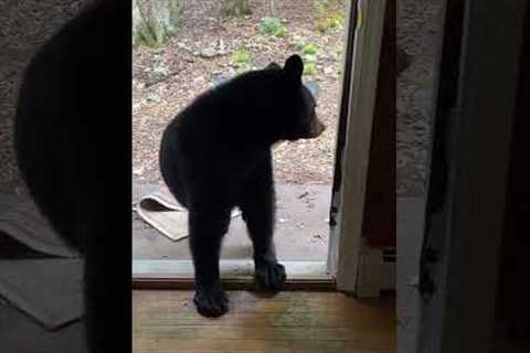 Cheeky Bear Cub Swipes A Rug