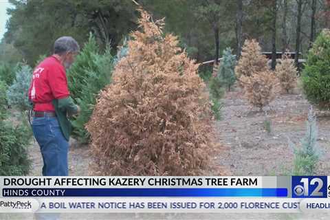 Mississippi drought conditions affect Christmas tree farmers